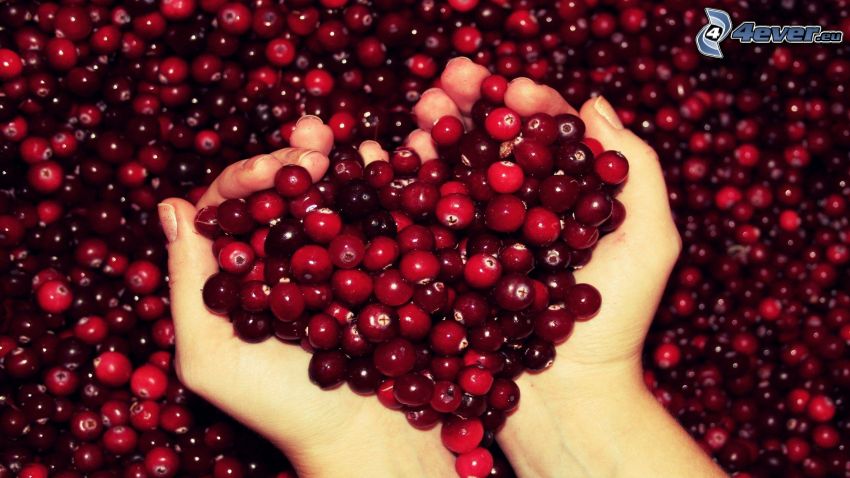 cranberries, hands, heart