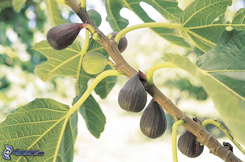 figs, branch, green leaves