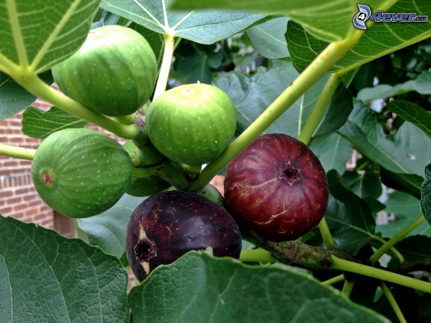 figs, green leaves