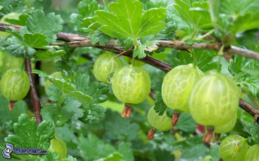 gooseberries, green leaves, branches