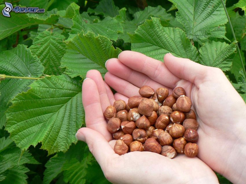 hazelnuts, hands, green leaves