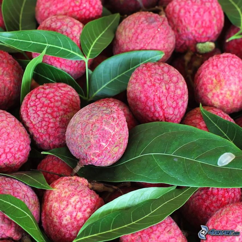lychees, green leaves