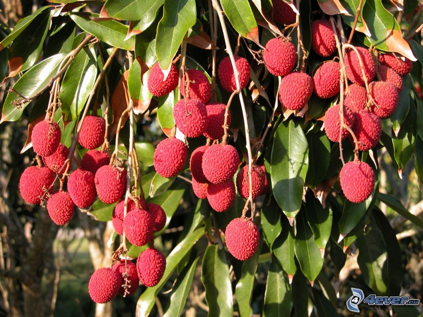 lychees, green leaves on a branch