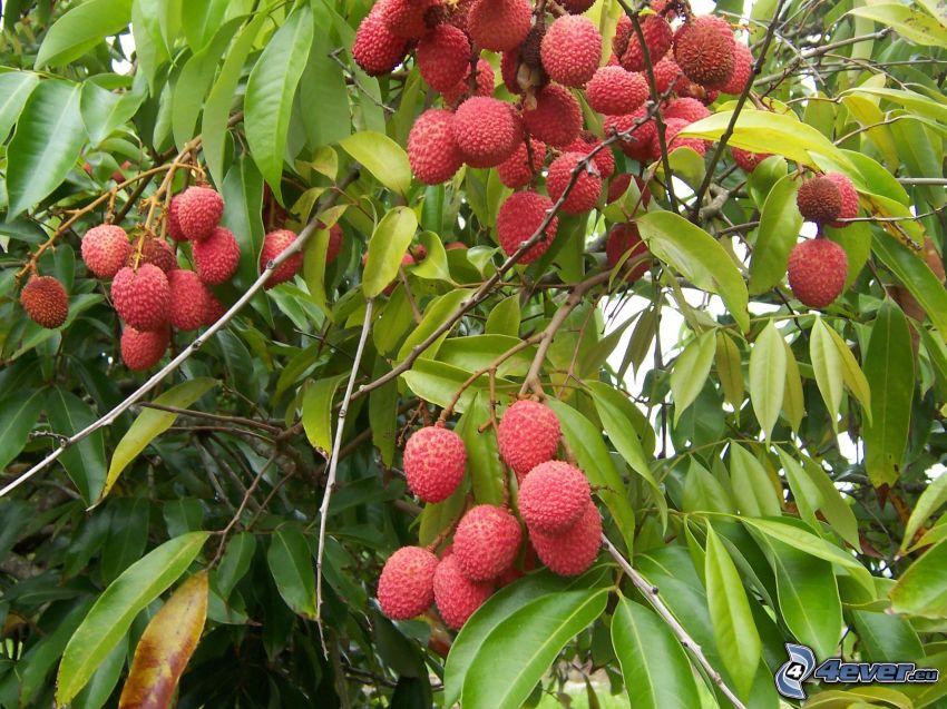 lychees, green leaves on a branch