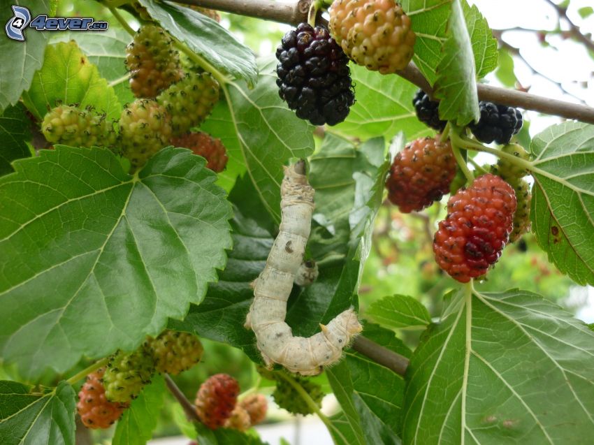 mulberry, caterpillar, green leaves on a branch