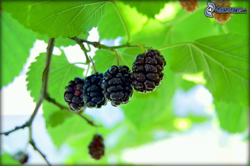 mulberry, twig, green leaves