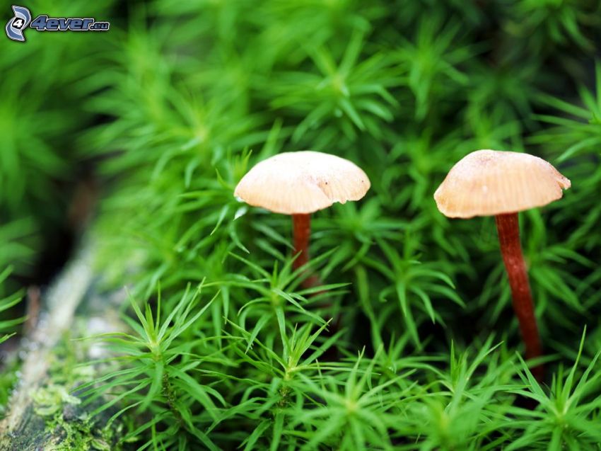mushrooms, plants
