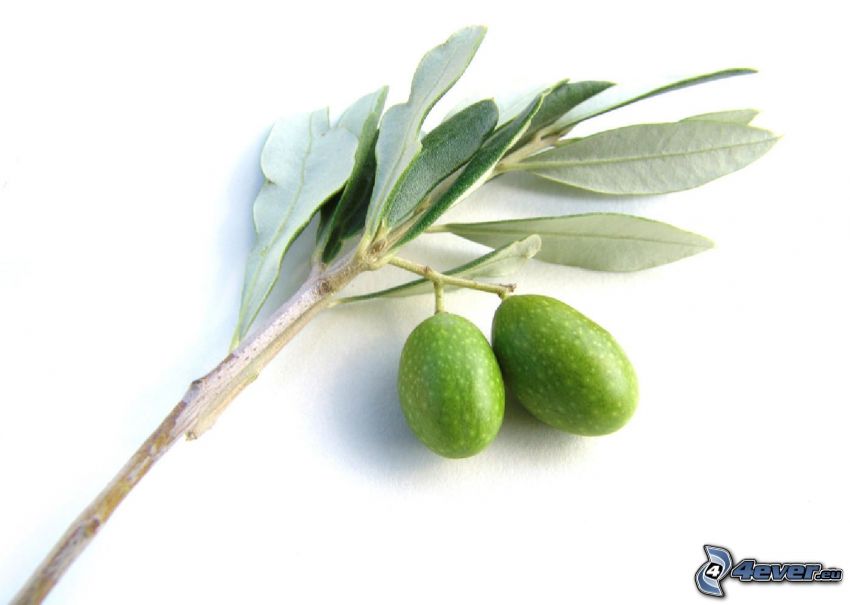 olives, twig