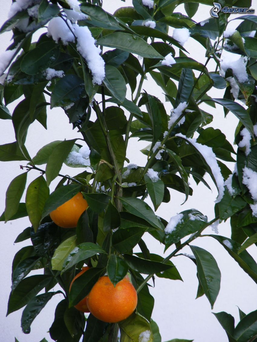 oranges, branches, green leaves, snow