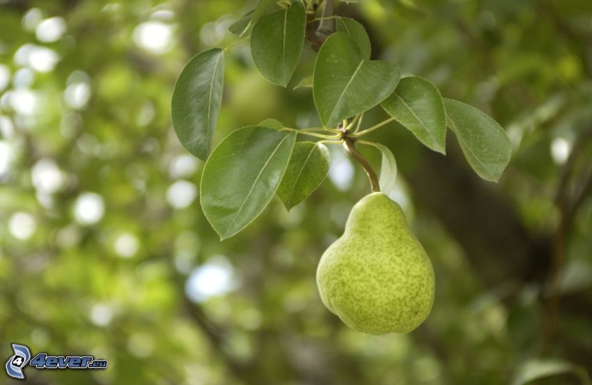 pear, green leaves
