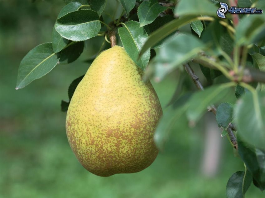 pear, leaves