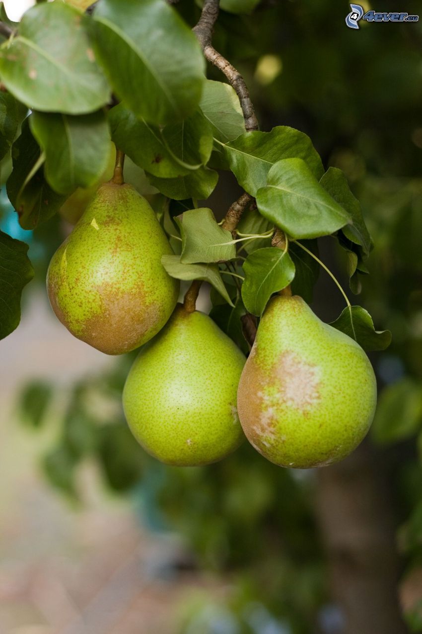 pears, branches