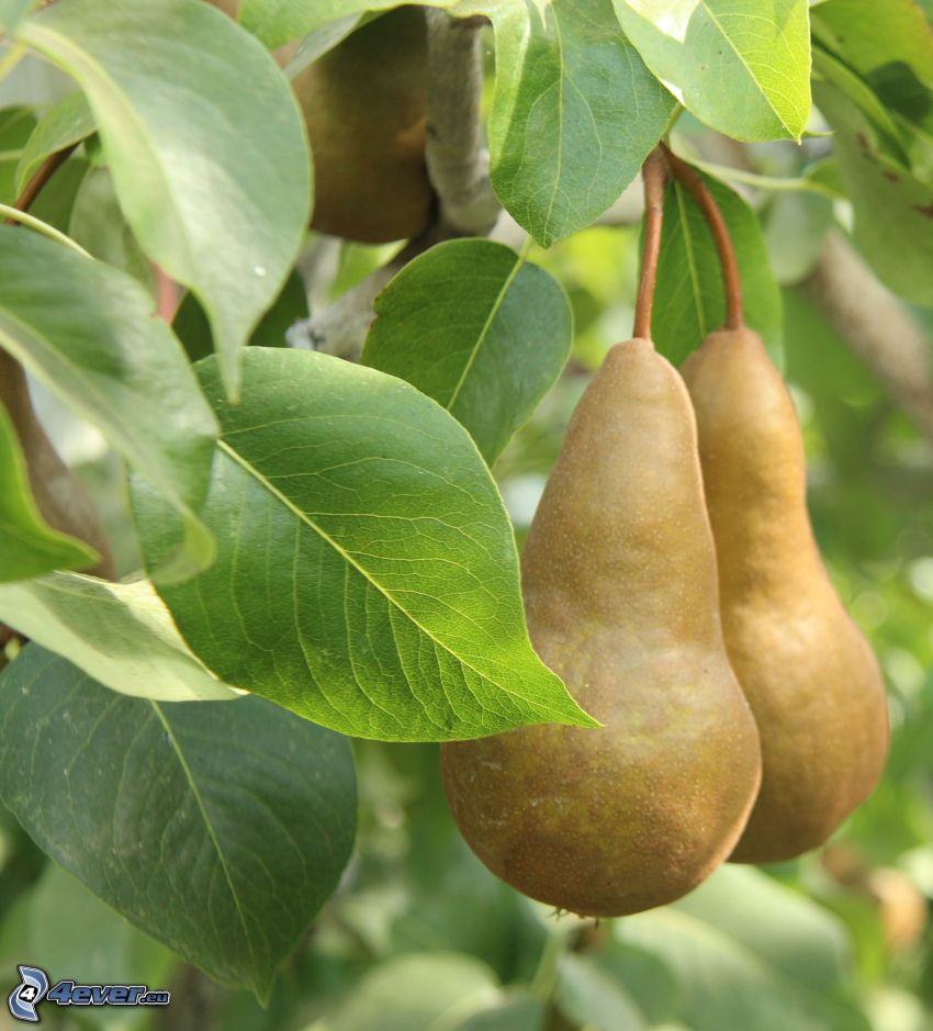 pears, green leaves