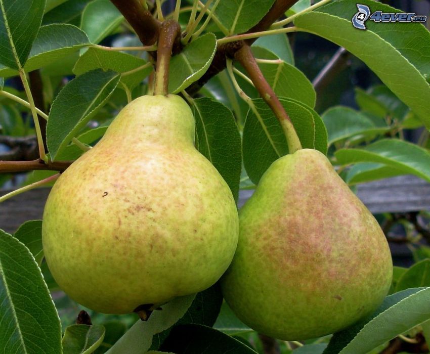 pears, green leaves