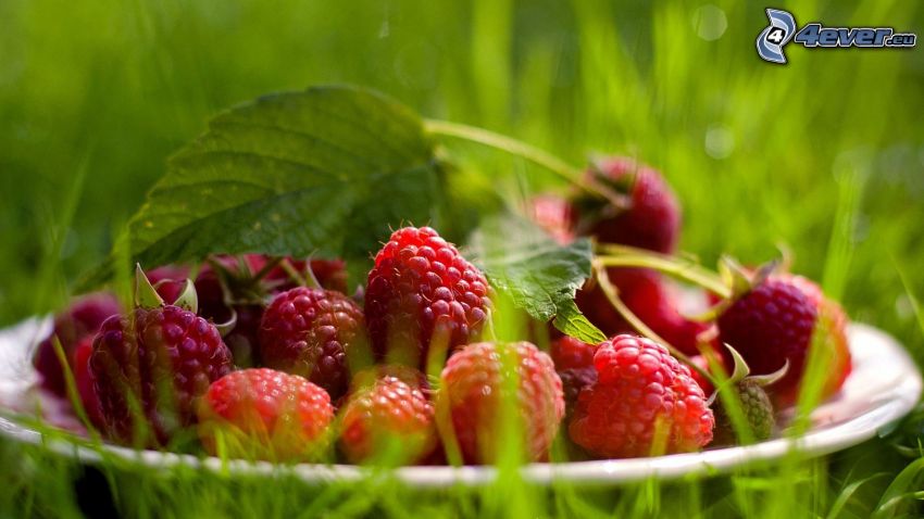 raspberries, plate, grass