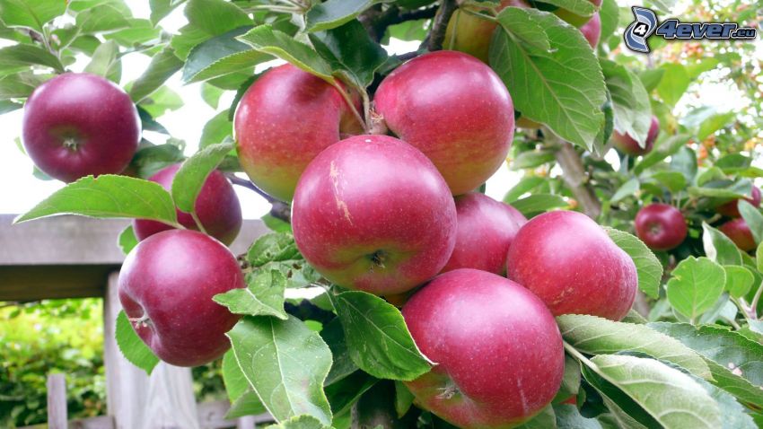 red apples