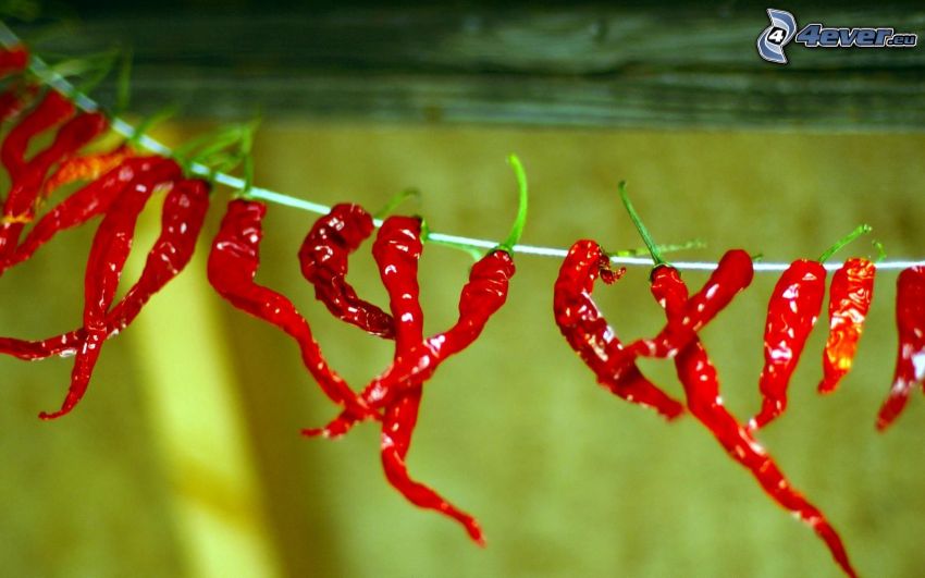 red chilli pepper, clothesline
