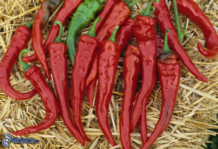 red chilli pepper, hay