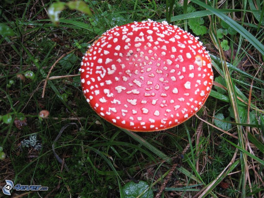 red toadstool, grass