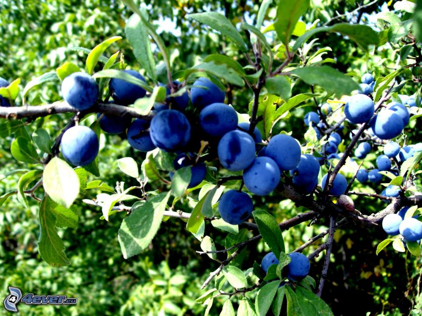 sloes