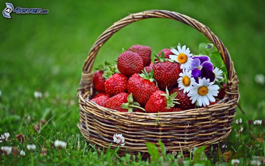 strawberries, daisies, basket