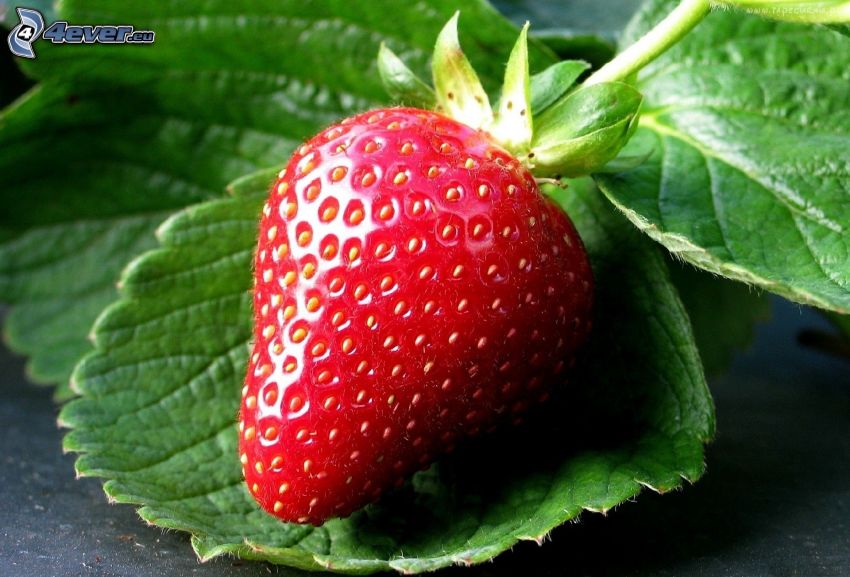 strawberry, green leaves
