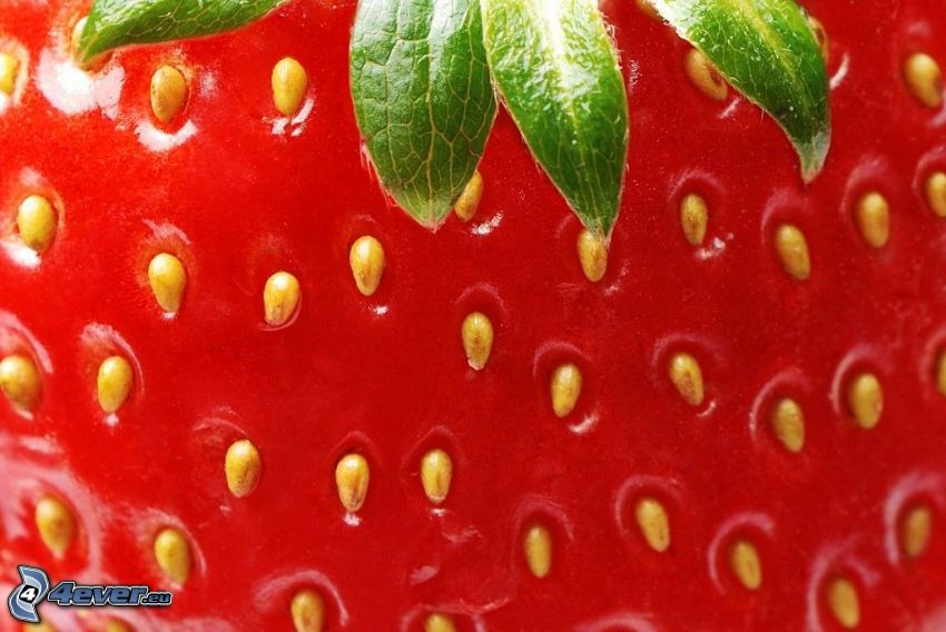 strawberry, macro