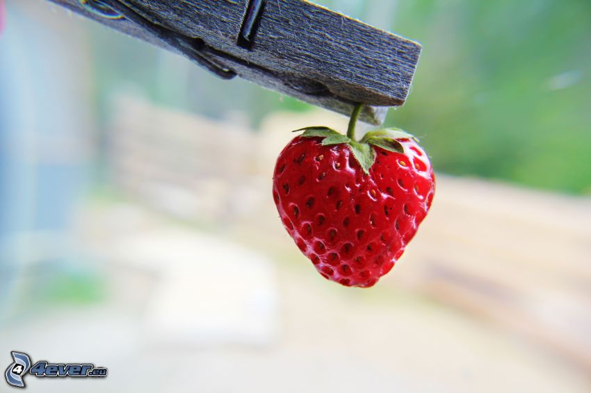 strawberry, pince-nez