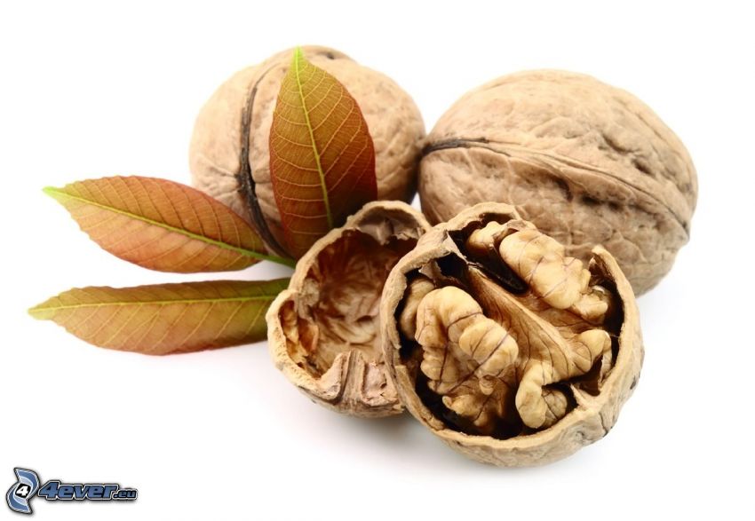 walnuts, leaves