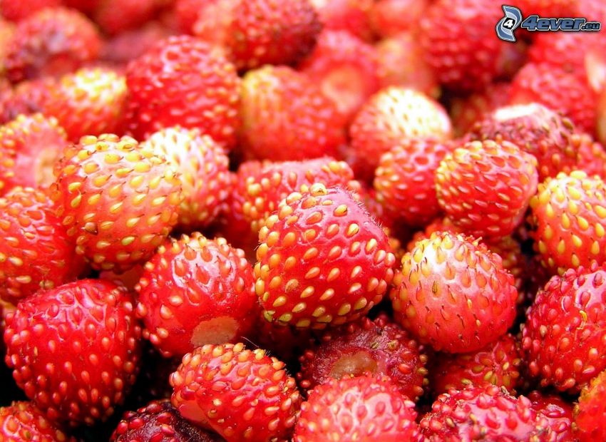 wild strawberries