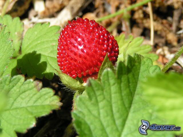 wild strawberry, green leaves