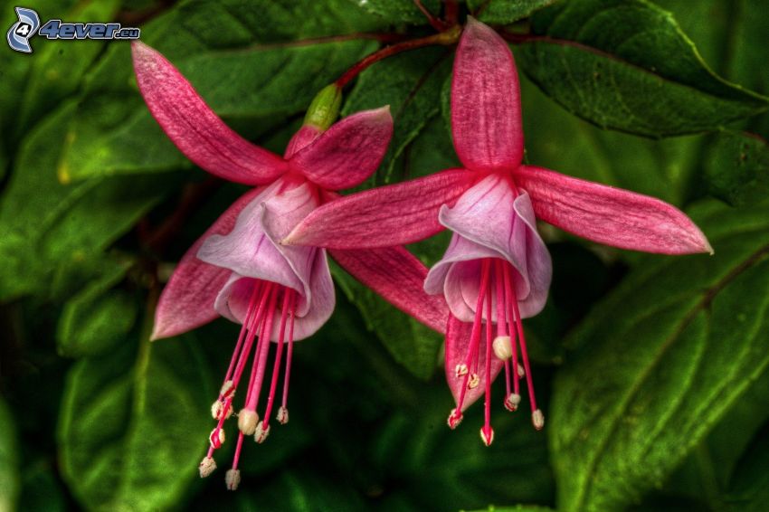 Fuchsia, pink flowers