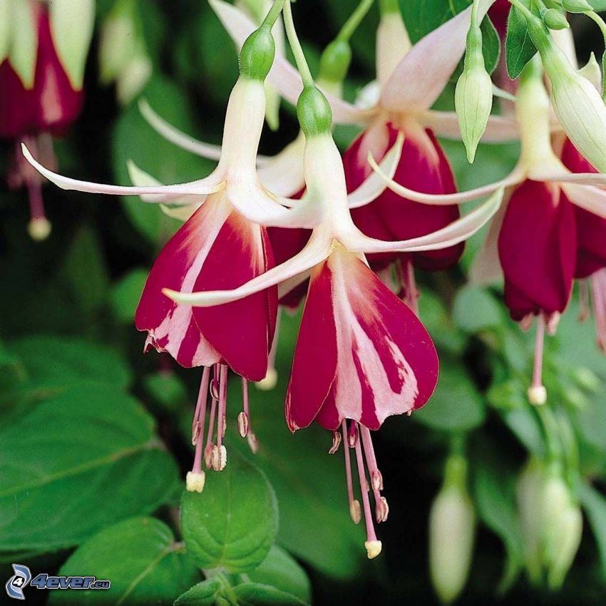 Fuchsia, purple flowers