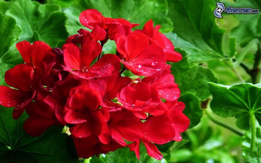 geranium, red flowers