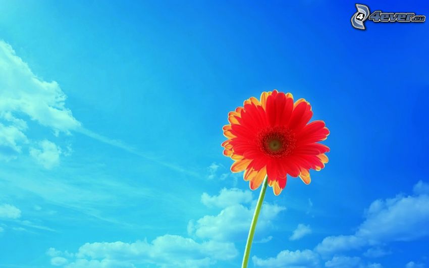 gerbera, blue sky