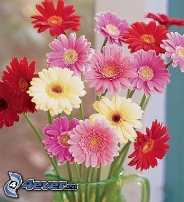 gerbera, flowers, vase