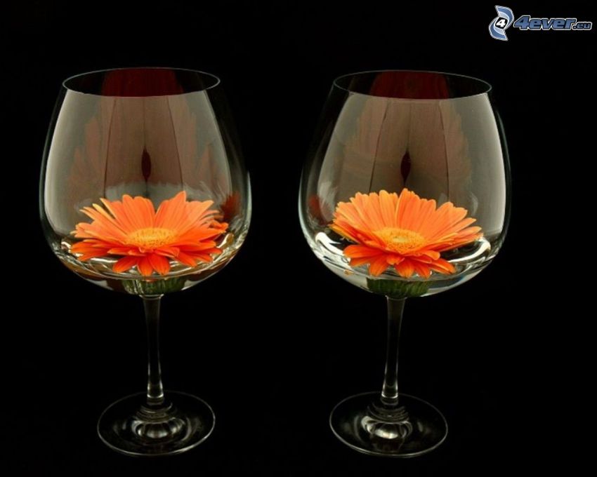 gerbera, orange flowers, glasses
