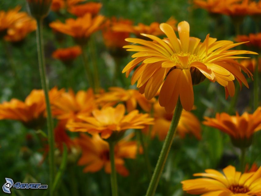gerbera, yellow flowers