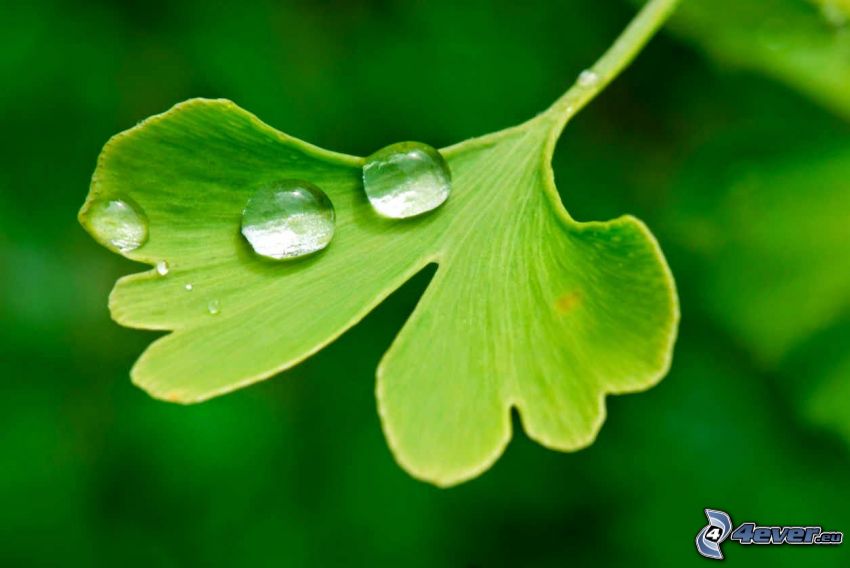 ginkgo, drops of water, green leaf