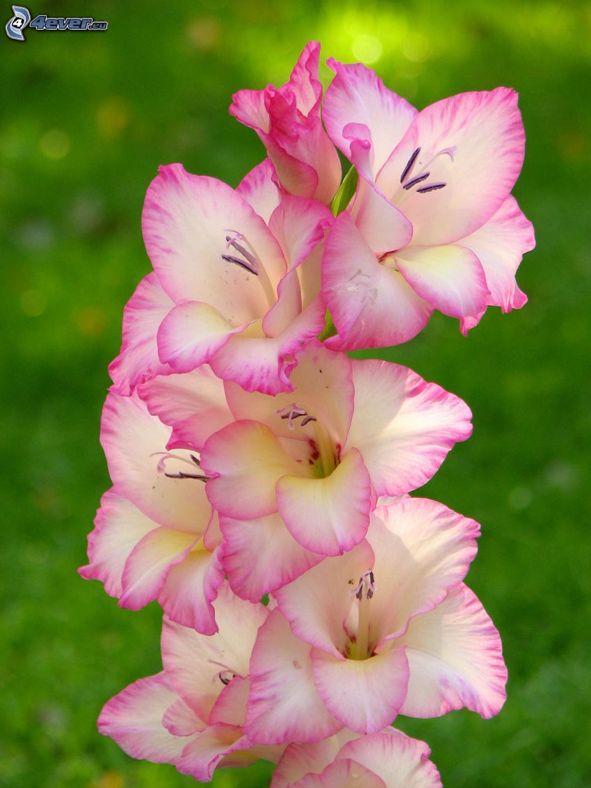 gladiolus, pink flowers, white flowers