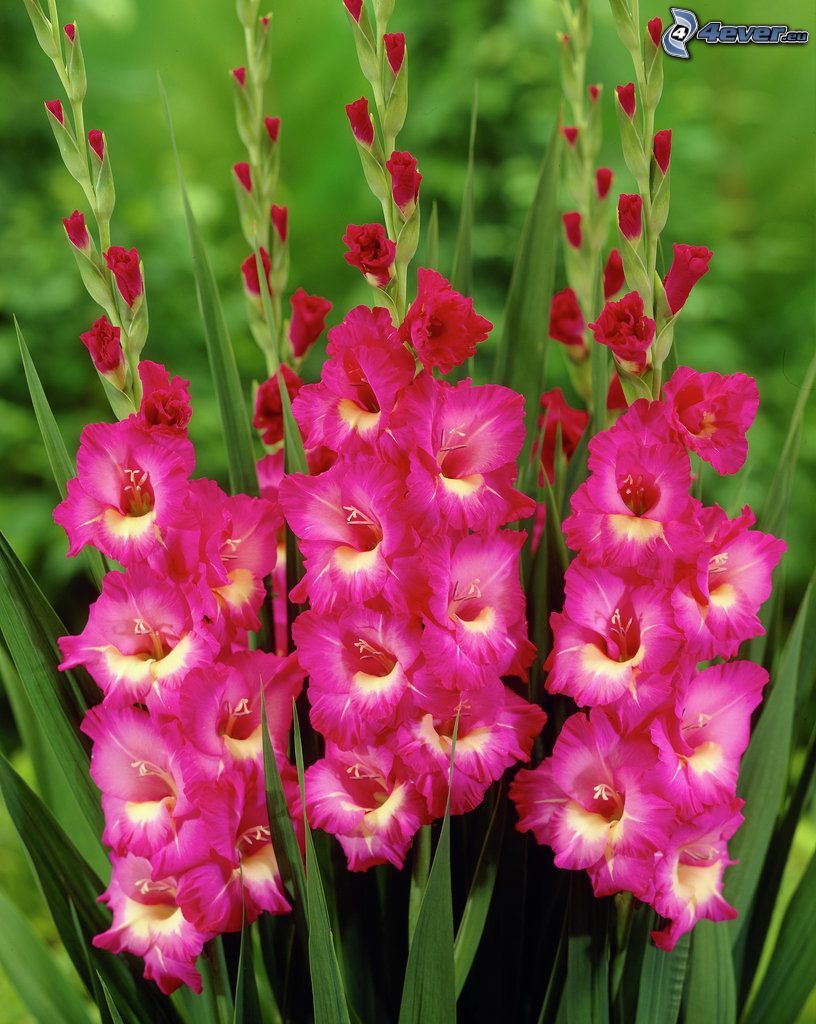 gladiolus, pink flowers