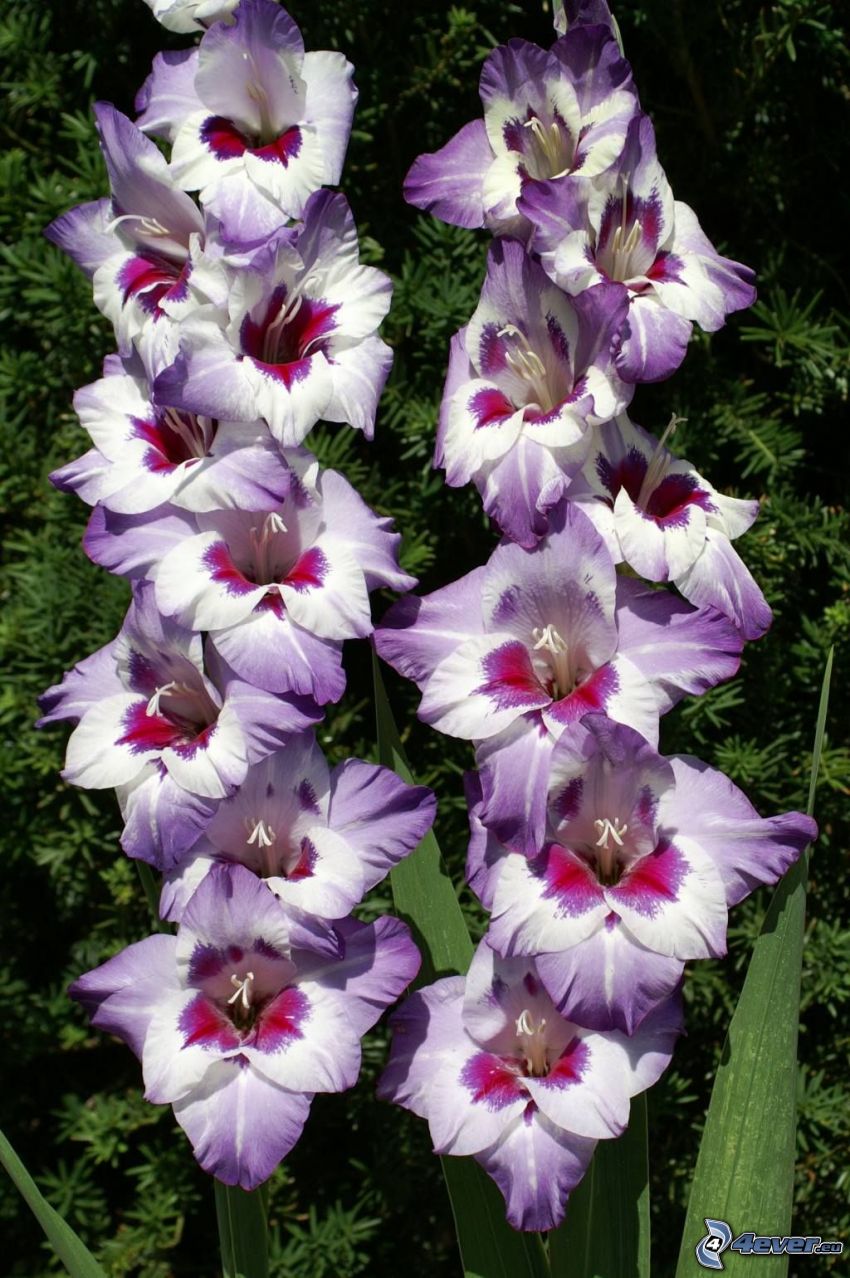 gladiolus, purple flowers