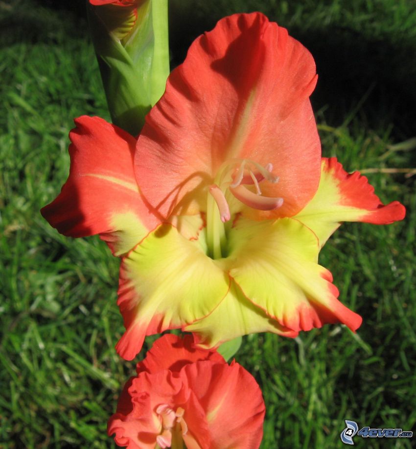 gladiolus, red flowers, yellow flower
