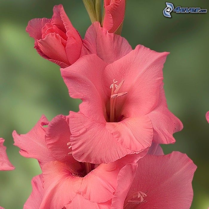 gladiolus, red flowers