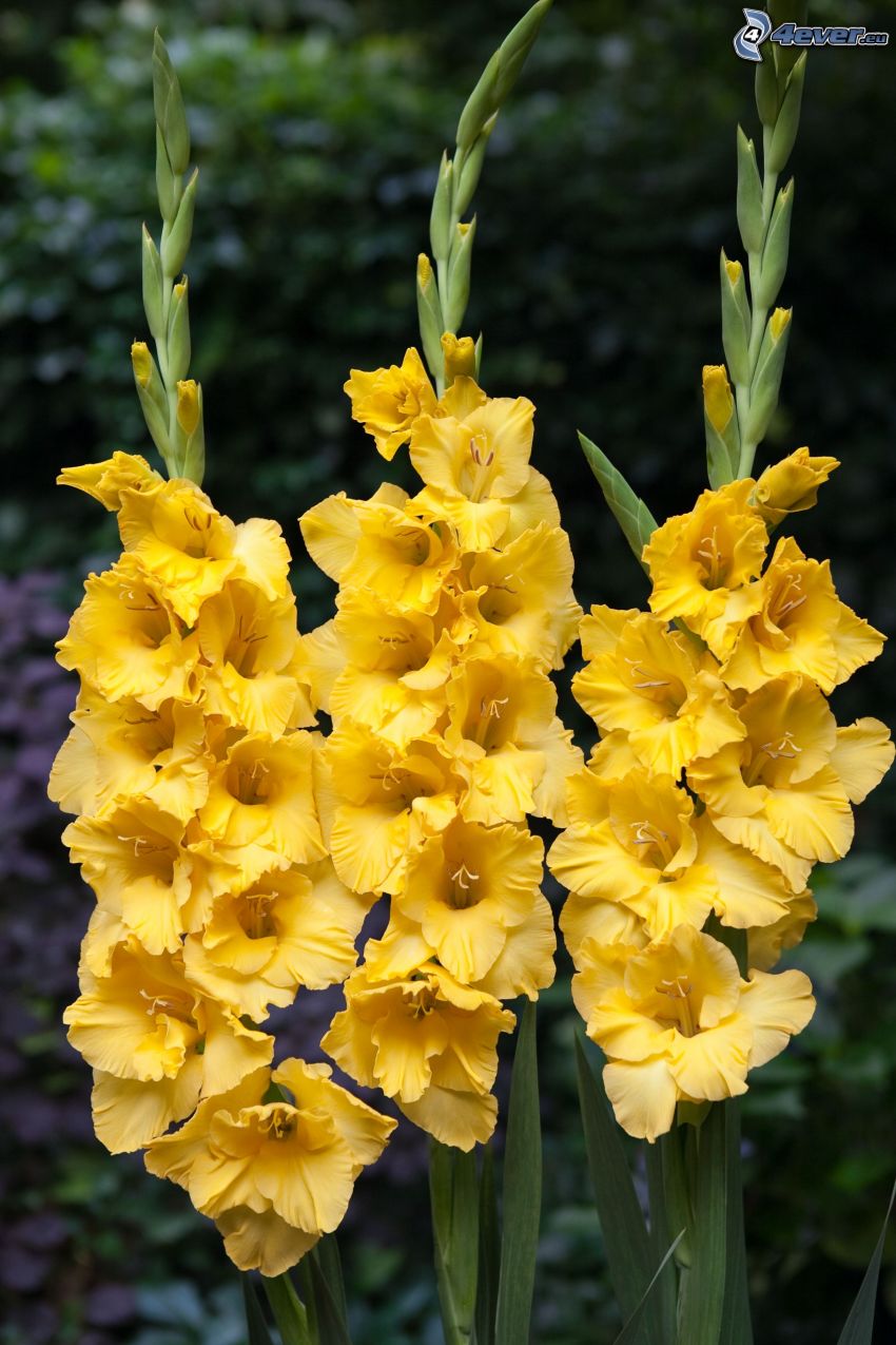 gladiolus, yellow flowers