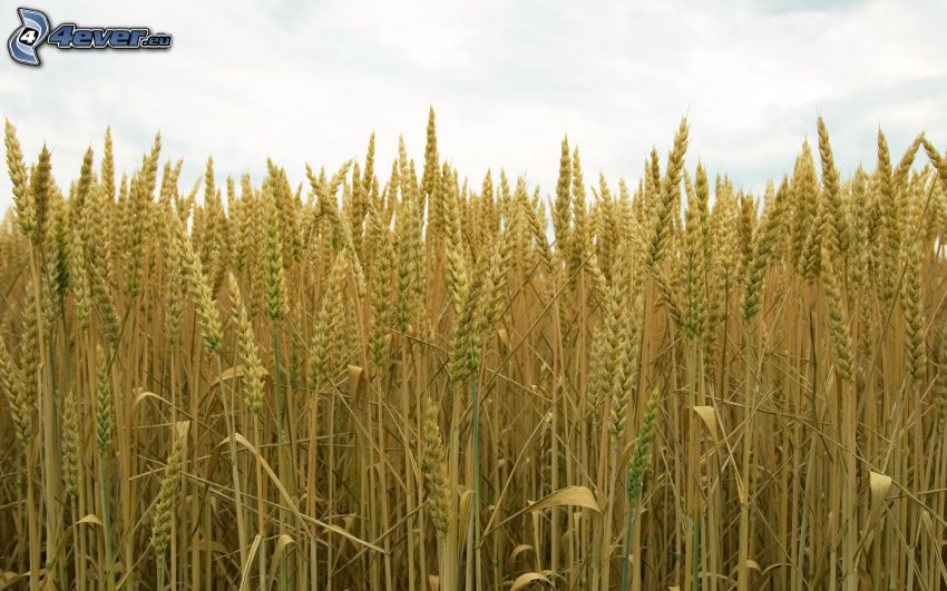 grain field, wheat field