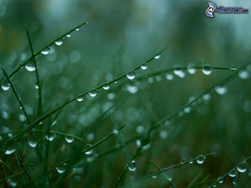 grass, dew, drops of water