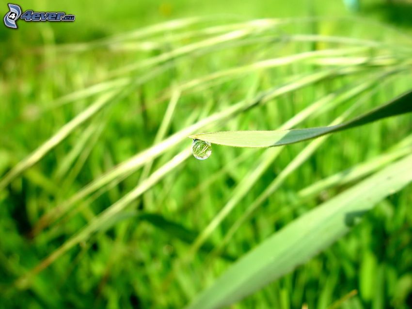 grass, drop of water
