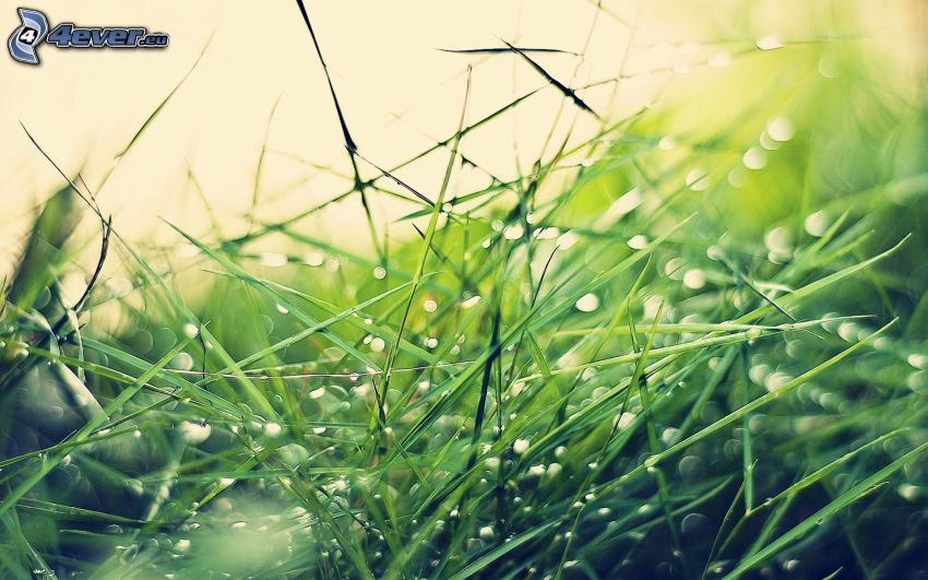 grass, drops of rain