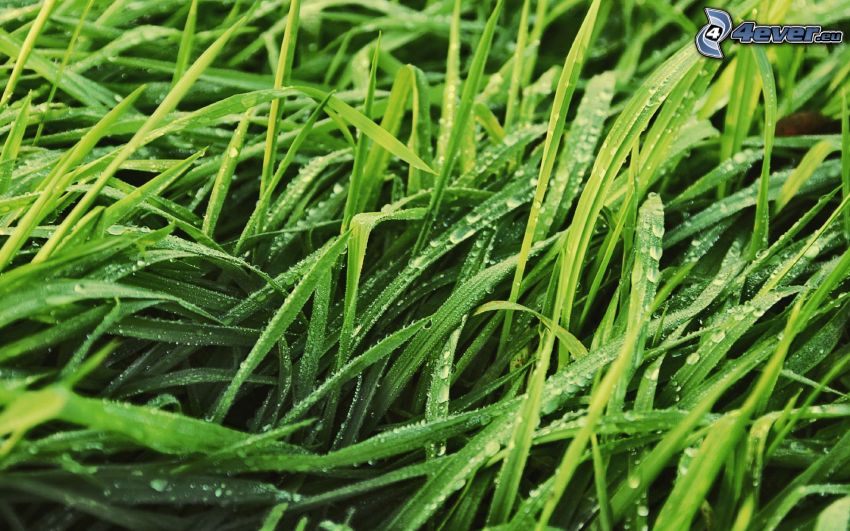 grass, drops of water